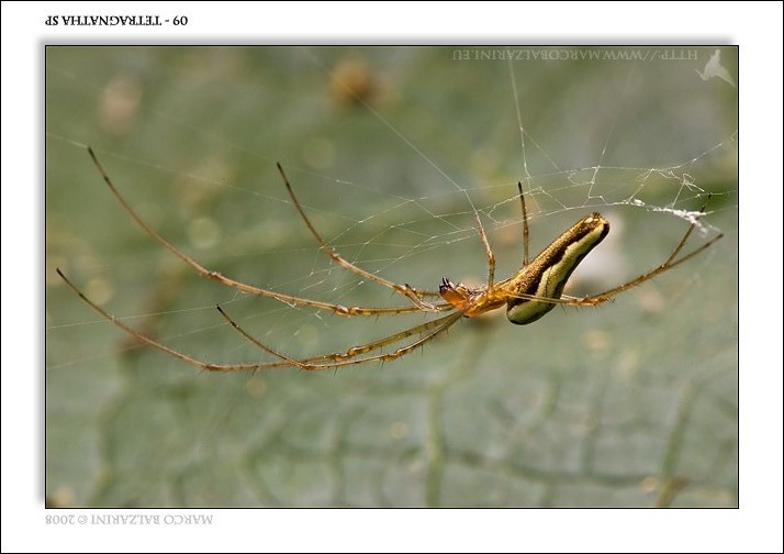 Tetragnathidae (Tetragnatha montana?)